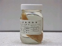 藏品(日本棘花鱸)的圖片